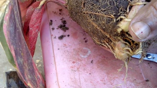 How to Grow & Care Variegated Arrow Root /Maranta Arundinacea смотреть онлайн