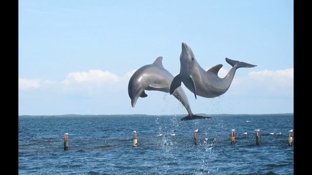 Дельфинотерапия - Музыка Дельфинов смотреть онлайн