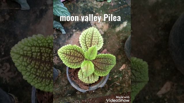 moon valley pilea смотреть онлайн
