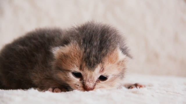 Котенок зовет маму смотреть онлайн