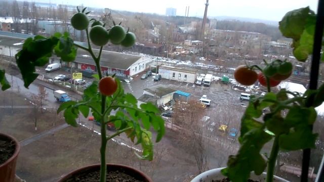 Балконные помидоры смотреть онлайн