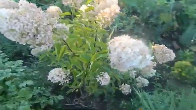 Обзор сада - лаванда и розмарины смотреть онлайн