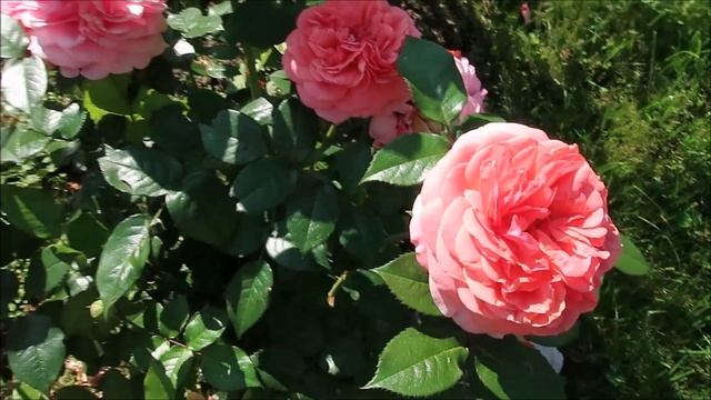 ВСЯ ПРАВДА О РОЗАХ. ОТЛИЧАЮТСЯ ЛИ САЖЕНЦЫ, КУПЛЕННЫЕ В МАГАЗИНЕ, ОТ РОЗ ИЗ ПИТОМНИКА смотреть онлайн