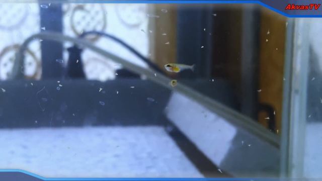 РЫБКА ПЕТУШОК. КОРМЛЕНИЕ МАЛЬКОВ АРТЕМИЕЙ смотреть онлайн