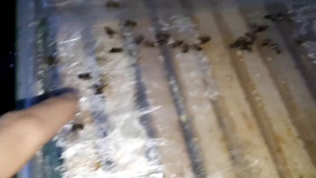 Как зимуют пчелы Карника в ульях ППУ Нижегородец. Зимовка пчел в подземном зимовнике омшаннике. смотреть онлайн