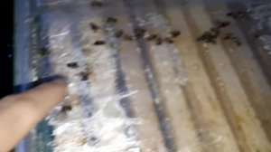 Как зимуют пчелы Карника в ульях ППУ Нижегородец. Зимовка пчел в подземном зимовнике омшаннике.