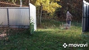 Охота с лайками: натаска щенка по следу