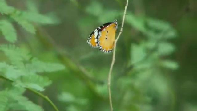 konica minolta Dimage z5 смотреть онлайн