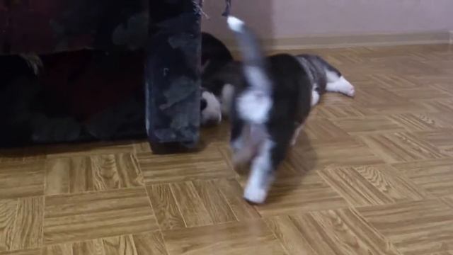 ЩЕНКУ ХАСКИ ПРИСНИЛОСЬ ЧТО ОН ВОЛК смотреть онлайн