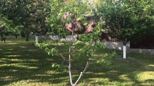 Хурма Мидер в Киевской области