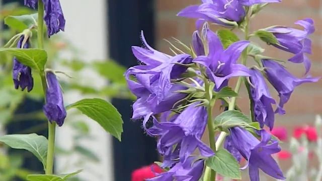 campanula latifolia macrantha смотреть онлайн