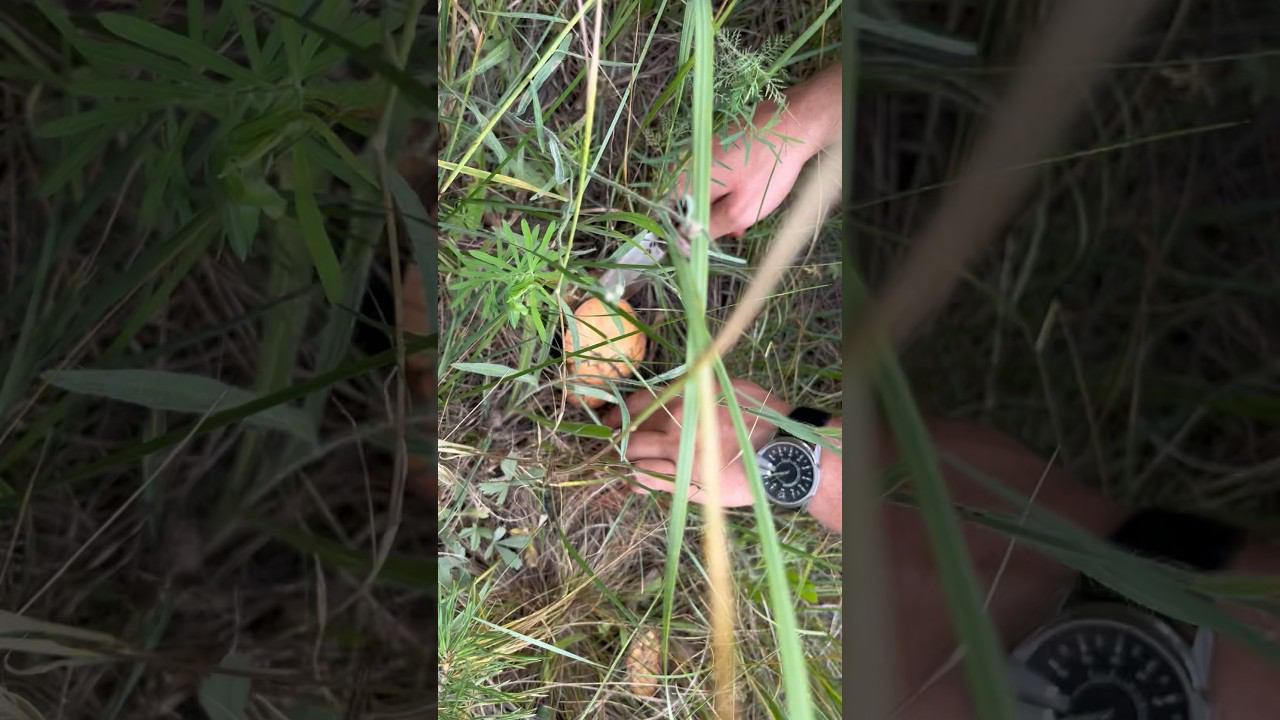 Сбор Грибов. Что за ? #охота #грибы #маслята смотреть онлайн