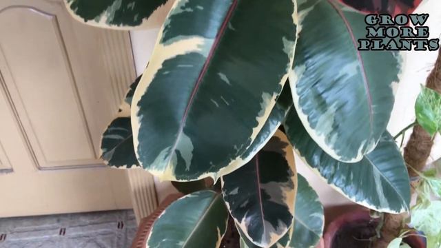How to care for Variegated Rubber plant Ficus elastica | ربڑ کے پودے کی دیکھ بھال کیسے کریں۔ смотреть онлайн