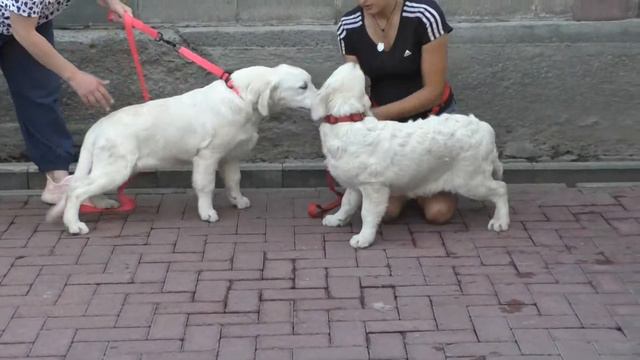 голден ретривер якки и яшма бегают смотреть онлайн