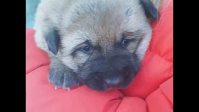 Эти щенкам нужен дом . Мы их нашли на улице замерзшие и голодные .