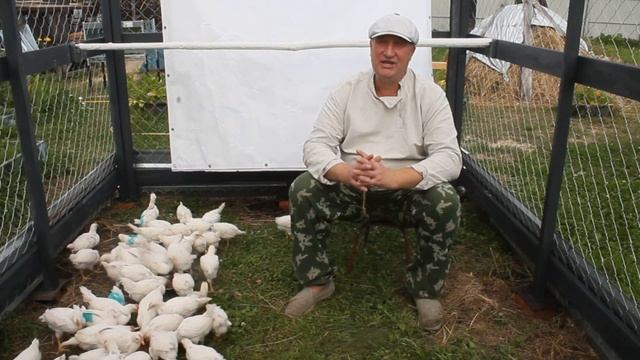 Почему куры несут яйца без скорлупы. Причины и решения. смотреть онлайн