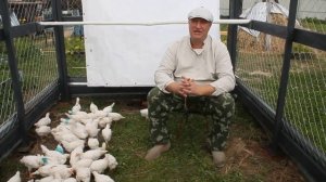 Почему куры несут яйца без скорлупы. Причины и решения.