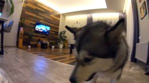 ТРЭШ ПРАНК над собаками / Хозяйка замотана скотчем