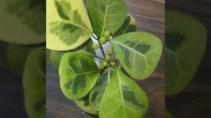 #shorts Фикус Триангулярис Коконат Крем цветет третий раз за год!?Выглядит очень эффектно?