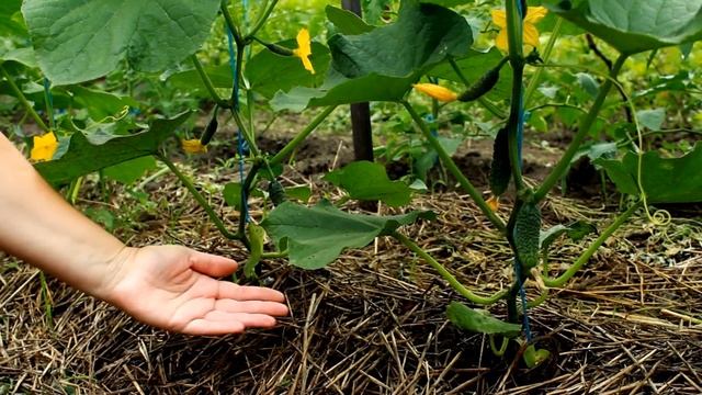 ВСЕГДА С УРОЖАЕМ ОГУРЦОВ БЛАГОДАРЯ ЭТОМУ СПОСОБУ ВЫРАЩИВАНИЯ! смотреть онлайн