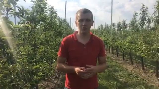 Как добиться успешной закладки яблоневого сада? смотреть онлайн