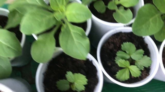 БУТОНЫ НА РАССАДЕ ПЕТУНИИ,КЛУБНИЧКА СЕЗОН 2018.