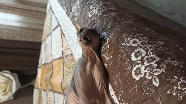 Кошка Клеопатра играется / Донской сфинкс смотреть онлайн