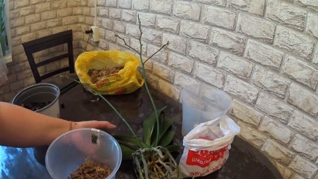 Орхидеи.Пересадка Дикого Кота из голландии . смотреть онлайн