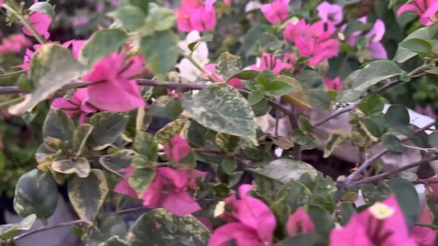 Mga Available na Grafted Bougainvillea sa Chrisjohn Garden смотреть онлайн
