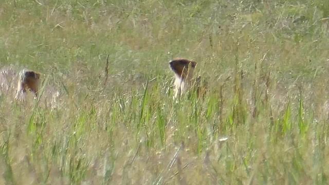 Донская степь_18.05.2024 смотреть онлайн