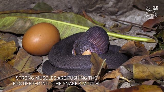 Egg-eater swallowing huge egg, egg-eating snake feeding (Dasypeltis), snake eating behavior смотреть онлайн