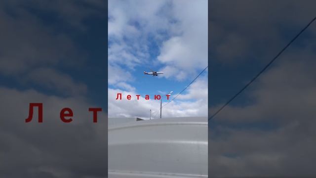 Птицы 05.03.22 смотреть онлайн