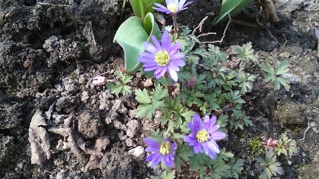 Цветут крокусы смотреть онлайн