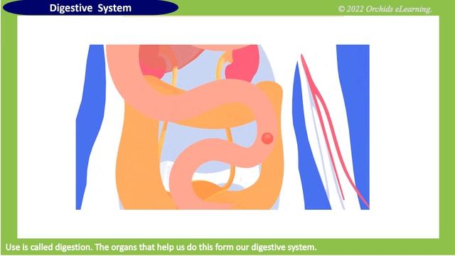 Our Body | Class : 3 | Science | EVS | CBSE / NCERT | Organ System | Our Amazing Body смотреть онлайн