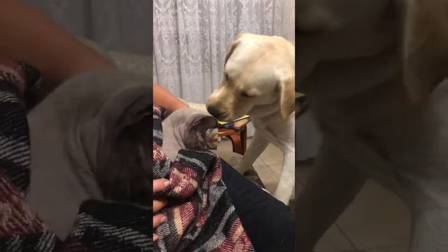 Лабрадор Милли и сфинкс Тайсон