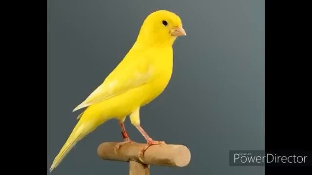 2 HORAS DE PURO CANTO - CANARIO BELGA - CANARY SINGING