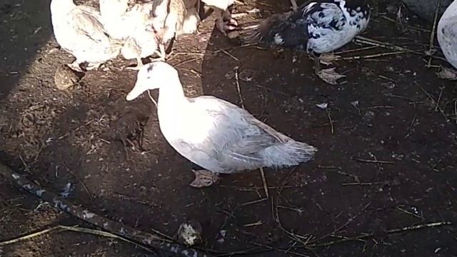 Как отличить мускусную утку от муларда. Часть 1. Пари. смотреть онлайн