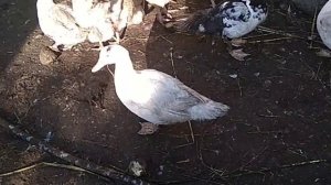 Как отличить мускусную утку от муларда. Часть 1. Пари.