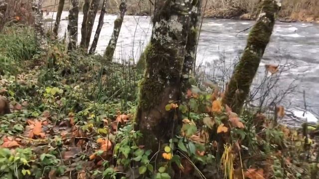 Лес Орегон - Не делайте больно деревьям - Бушкрафт - Вит Следопыт смотреть онлайн