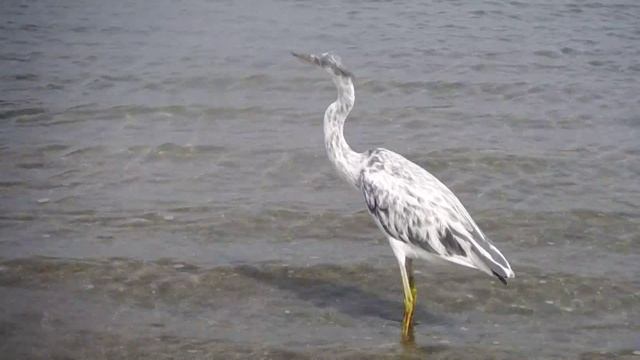 Fischreiher-Graureiher-Ardea cinerea . Цапля серая у моря Красного. DSCF8558 смотреть онлайн