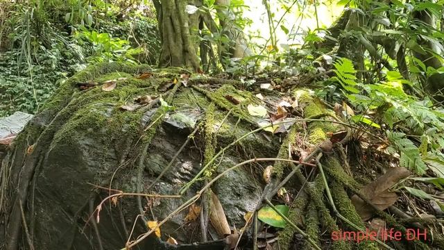 simplelifeĐH/Find water to the farm, catch stream fish, great meal. смотреть онлайн