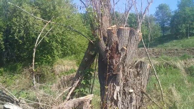 Пилю и вожу дрова. смотреть онлайн