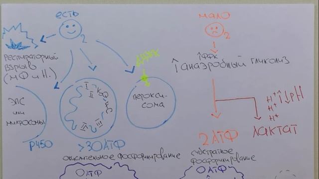 Гипоксия клетки. Часть 2. Лактат-ацидоз смотреть онлайн