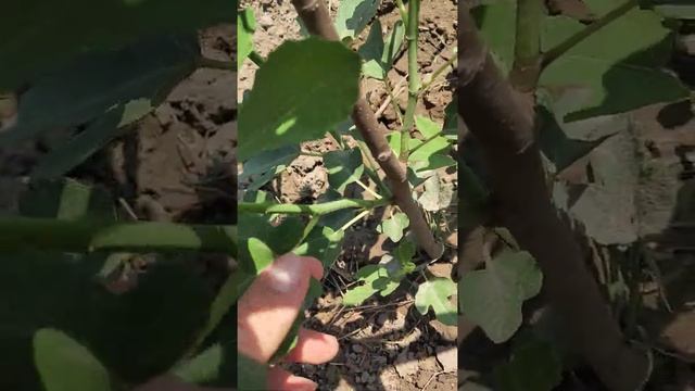 Инжир Браун Туркей смотреть онлайн