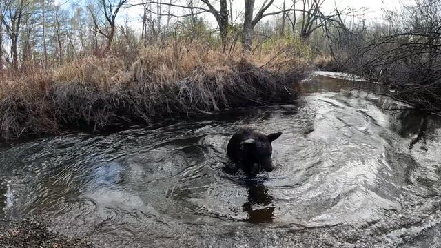 Медвежонок вырос. смотреть онлайн