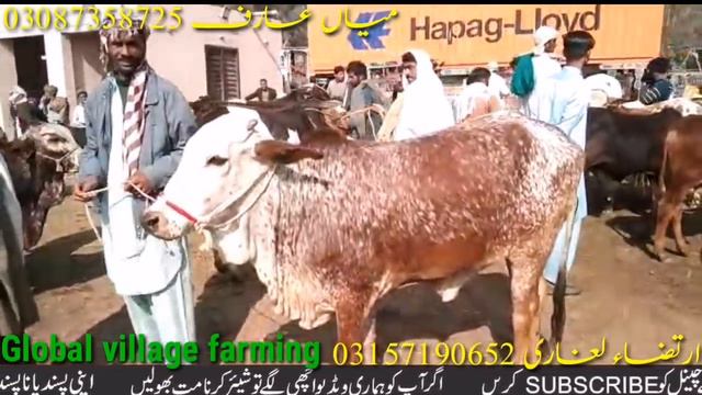 Bahawalpur Janwar Mandi Brahmn Sahiwal Cholistani Bachre Bachrian || Global Village Farming смотреть онлайн
