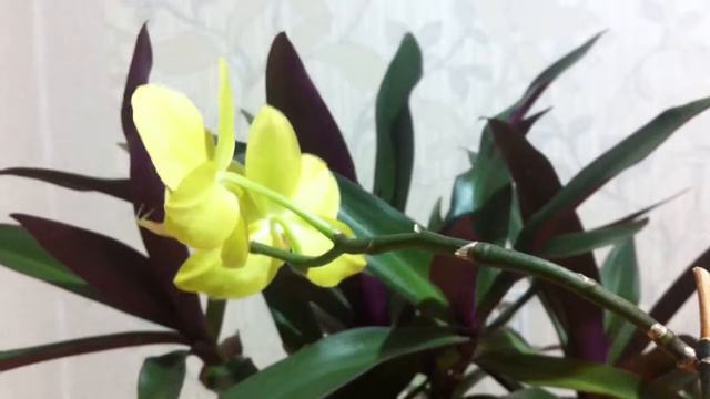 Домашнее цветение фаленопсиса Futaba Green Butterfly / Futaba Green Butterfly Rebloom смотреть онлайн