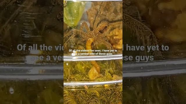 Phoneutria fera feeding video. смотреть онлайн