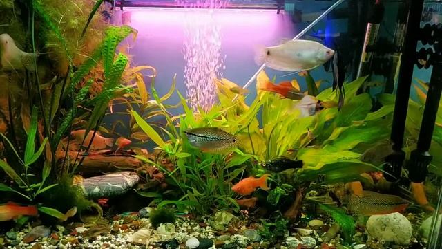 Аквариум 165 L. все растет без СО2. смотреть онлайн