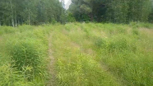 Выходные на природе, рыбалка, ягоды, грибы смотреть онлайн